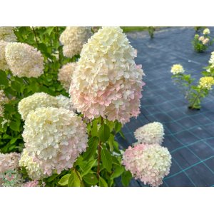 Hortenzia metlinatá (Hydrangea paniculata) ´PHANTOM´ - výška 15-25 cm, kont. C2L